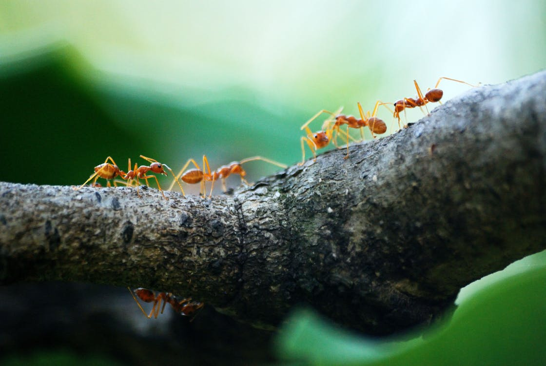 imitate ants